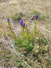 Bristly gentian (Gentiana plurisetosa)