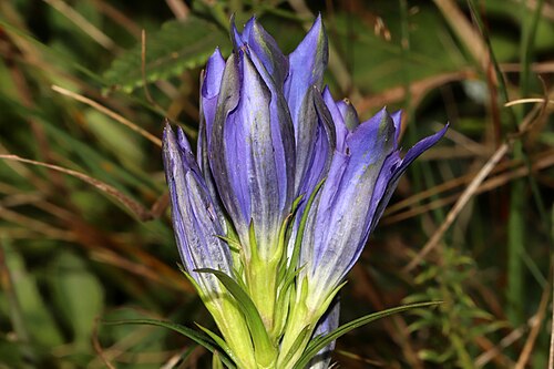Marsh gentian: Familia: Gentianaceae Juss. Species: Gentiana pneumonanthe L. Original publication details: Sp. Pl. 228 (1753). Synonyms: Ciminalis pneumonanthe Borkh.; Ciminal