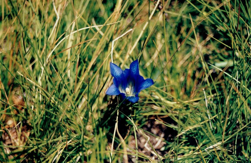 Marsh gentian (Gentiana pneumonanthe)