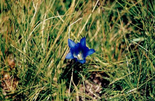 Marsh gentian