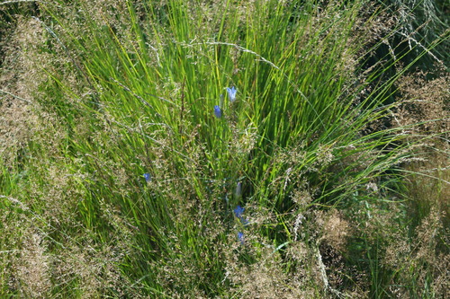 Marsh gentian (Gentiana pneumonanthe)