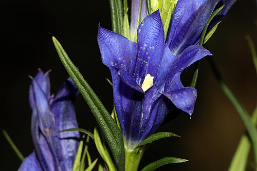 Marsh gentian: Familia: Gentianaceae Juss. Species: Gentiana pneumonanthe L. Original publication details: Sp. Pl. 228 (1753). Synonyms: Ciminalis pneumonanthe Borkh.; Ciminal
