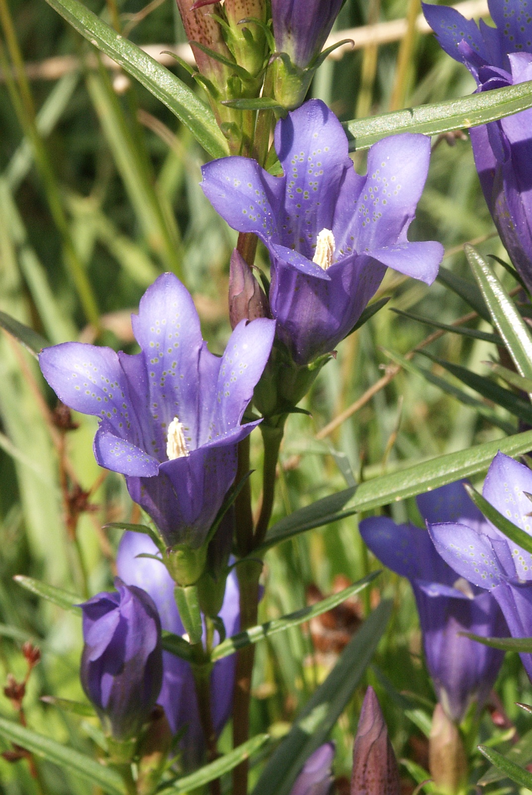 Marsh gentian: Gentiana pneumonanthe , Schwäbische Alb, Germany