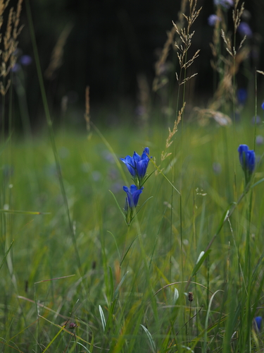 Marsh gentian (Gentiana pneumonanthe)
