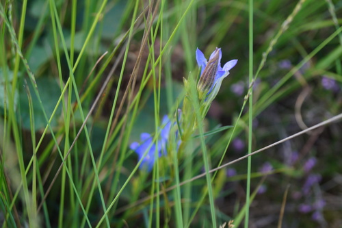 Marsh gentian (Gentiana pneumonanthe)