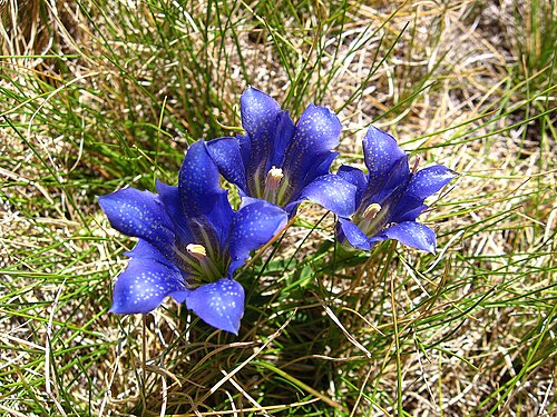 Marsh gentian: Gentiana pneumonanthe. Parque Natural de la Sierra de Gredos. Ávila. (España).