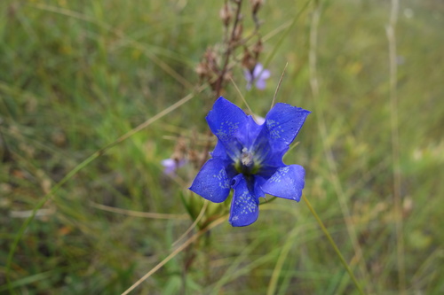 Marsh gentian (Gentiana pneumonanthe)