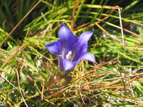 Marsh gentian (Gentiana pneumonanthe)