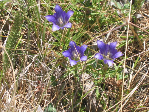 Marsh gentian (Gentiana pneumonanthe)