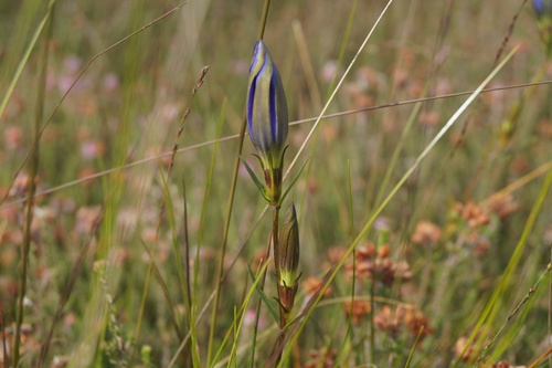 Marsh gentian (Gentiana pneumonanthe)