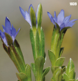 Pygmy gentian: Gentiana prostrata var. karelinii, Tajikistan