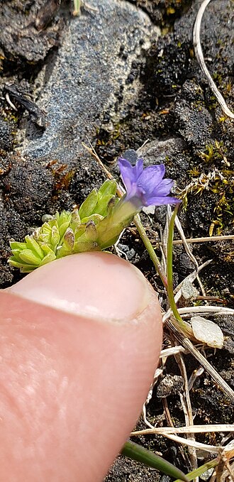 Pygmy gentian: Gentiana prostrata — Field observation from Savage River, Alaska 99743, USA, United States of America. Collected by willhendricks (2026-07-03). Recorded in GBIF