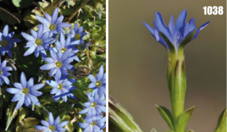 Pygmy gentian: Gentiana prostrata, Tajikistan