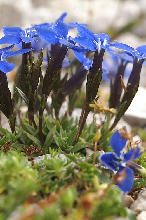 Gentiana pumila: Nizki svišč na Jalovcu.