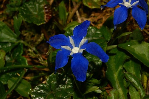 Gentiana pumila: Nizki svišč pod Rjavino.