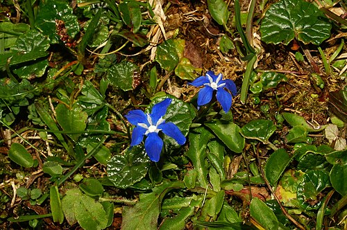 Gentiana pumila: Nizki svišč pod Rjavino.