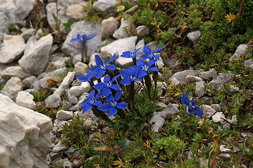 Gentiana pumila: Nizki svišč na Jalovcu.