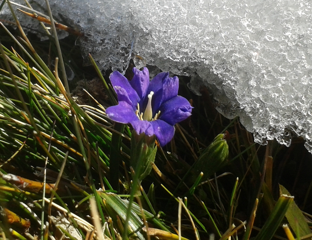 Gentiana pyrenaica: Pyrenean Gentian