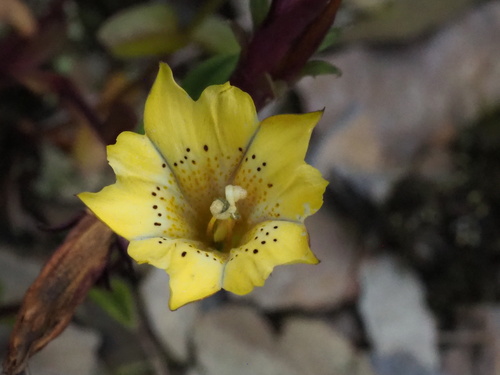 Gentiana scabrida (Gentiana scabrida)