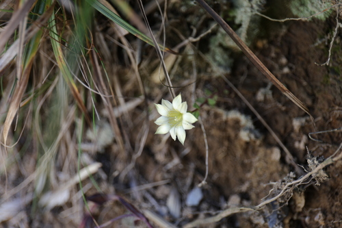 Gentiana scabrida (Gentiana scabrida)