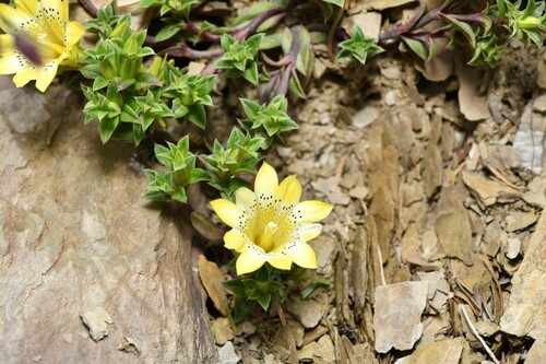 Gentiana scabrida (Gentiana scabrida)