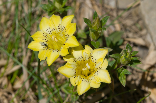 Gentiana scabrida (Gentiana scabrida)
