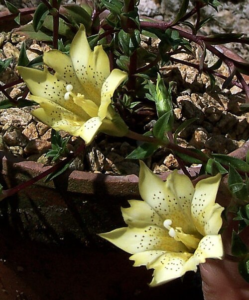 Gentiana scabrida: Plante annuelle ou biannuelle, de 20 à 30 cm, sur pelouses alpines, de Taiwan, entre 2000 et 3500 m.