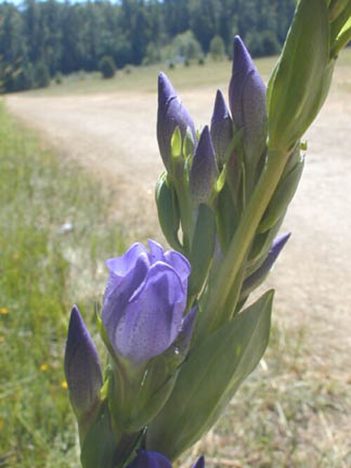 King's scepter gentian: King's Scepter Gentian, Gentiana sceptrum
