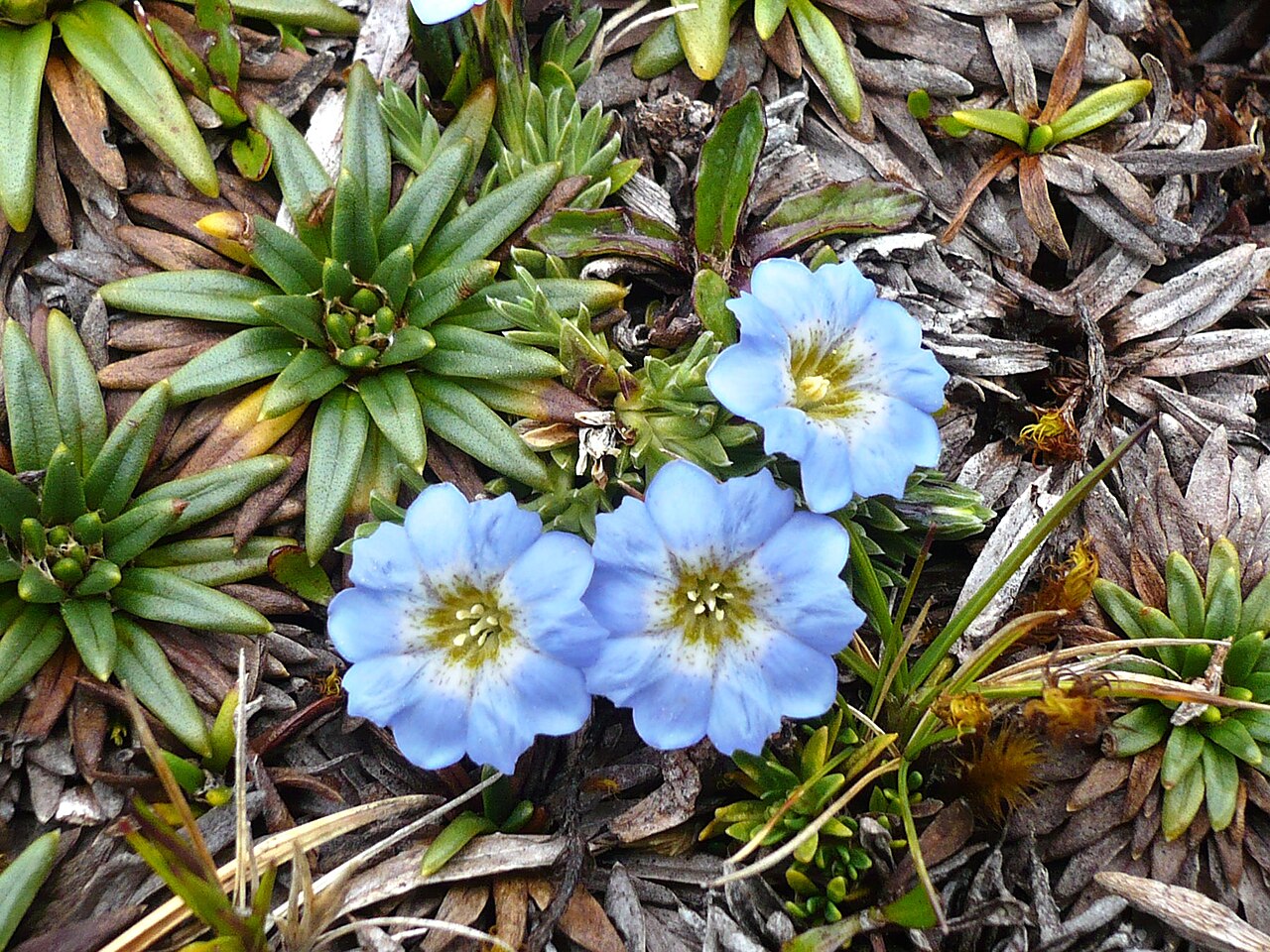 Gentiana sedifolia: Gentiana sedifolia