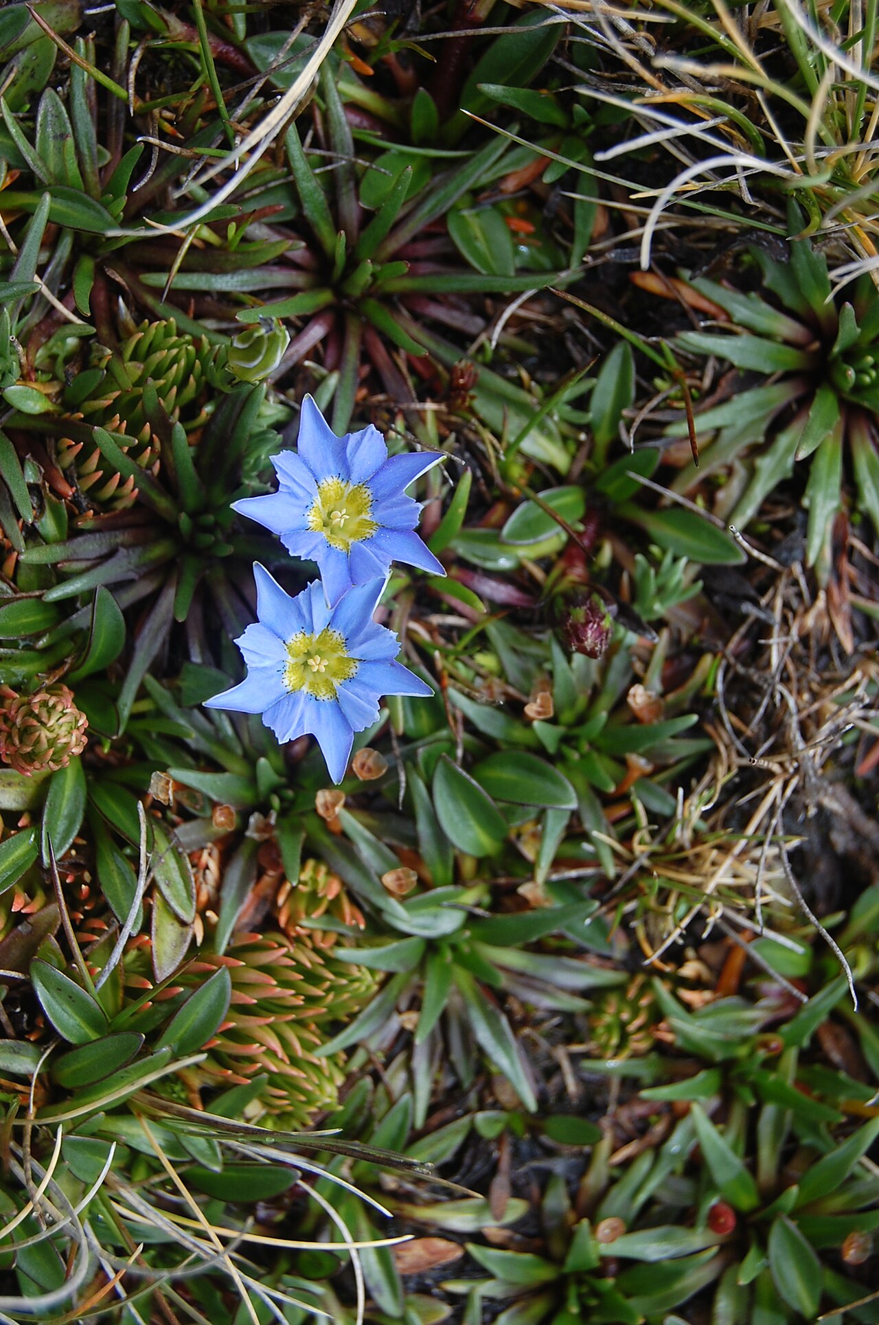Gentiana sedifolia: Par de flores de Gentiana sedifolia en la quebrada Aquilpo. Foto tomada durante la expedición fotográfica en la quebrada de Aquilpo (Cordillera Blanca, Áncash)
