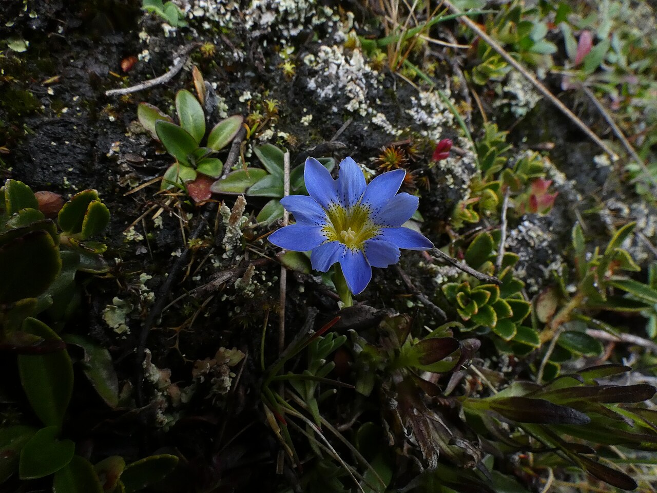 Gentiana sedifolia: Photograph taken during the photographic expedition in the Aquilpo ravine (Cordillera Blanca, Ancash) from December 8 to 13, 2021 organized by WikiAcción Peru.
