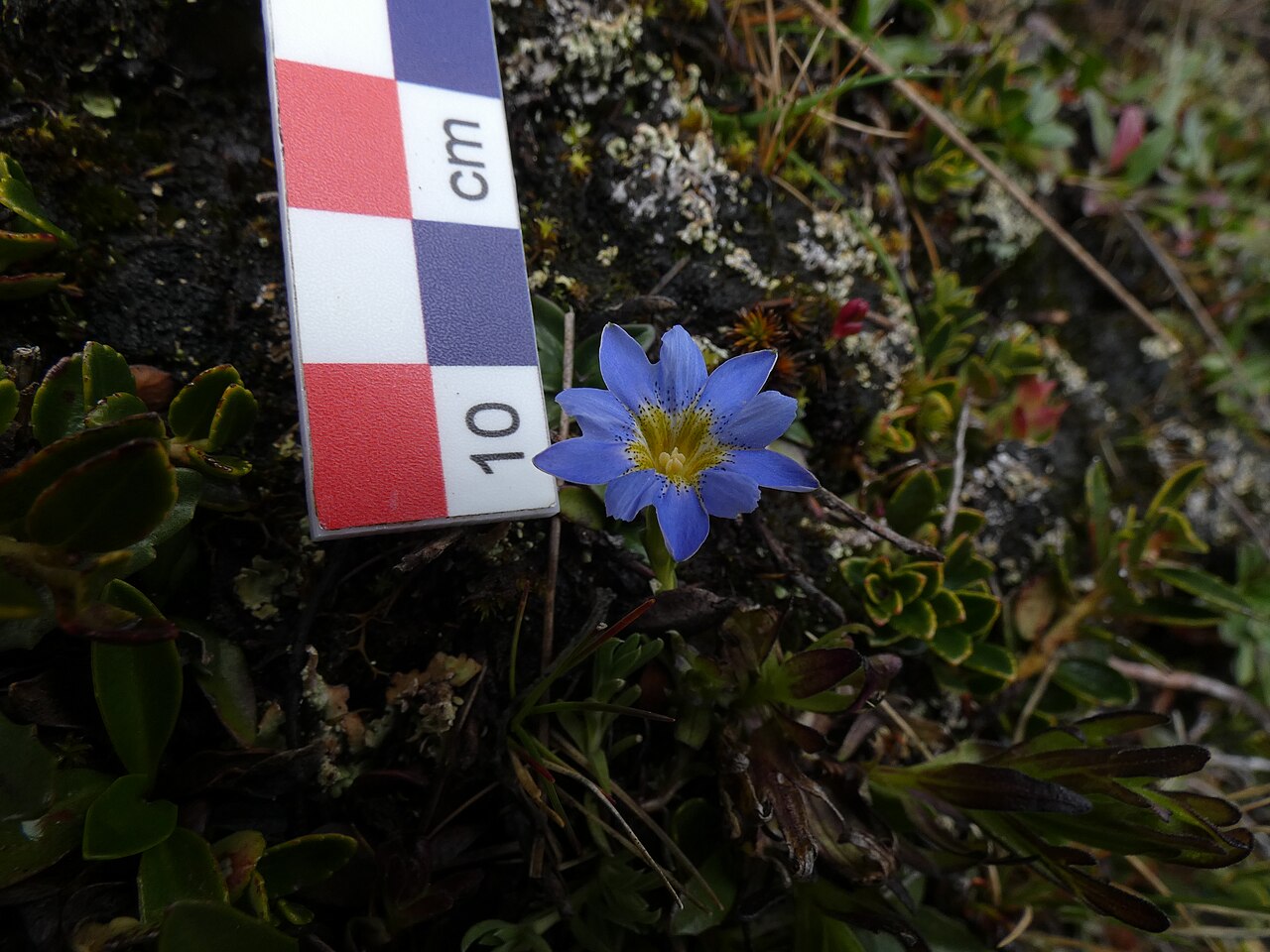 Gentiana sedifolia: Photograph taken during the photographic expedition in the Aquilpo ravine (Cordillera Blanca, Ancash) from December 8 to 13, 2021 organized by WikiAcción Peru.