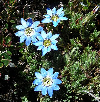 Gentiana sedifolia: From a high Paramo in Los Nevados Park, Colombia. In context at www.dixpix.ca/meso_america/Flora/apocyan/index.html