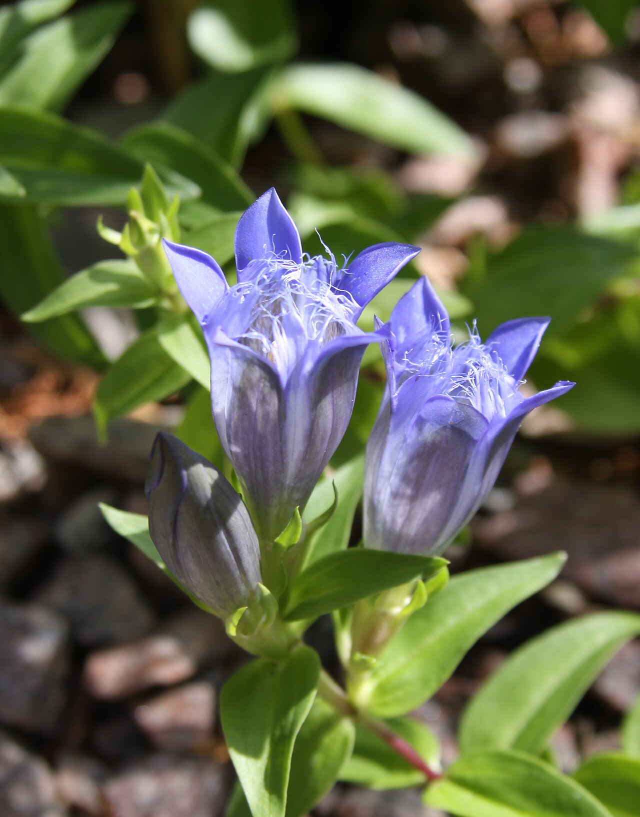 Crested gentian: Copenhagen Botanical Garden