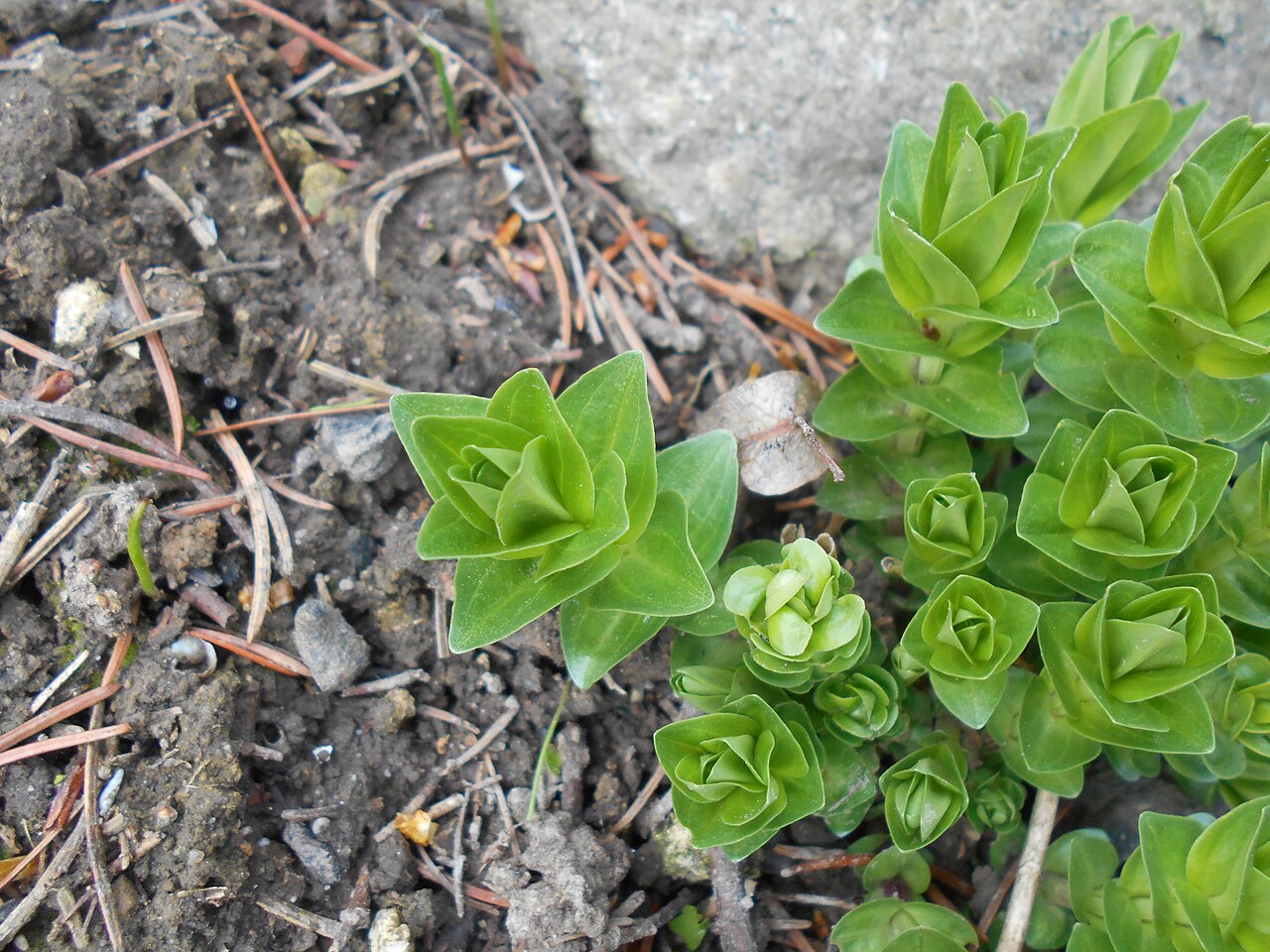 Crested gentian: Goryczka siedmiodzielna ( Gentiana septemfida ), Ogród Botaniczny UMCS w Lublinie.