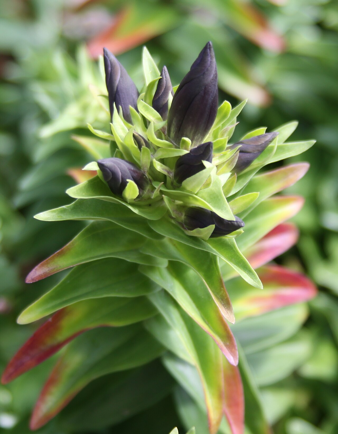 Crested gentian: Copenhagen Botanical Garden