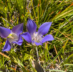 Mendocino gentian (Gentiana setigera)