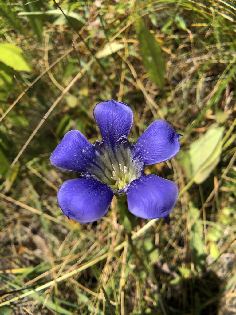 Mendocino gentian (Gentiana setigera)