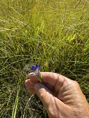 Mendocino gentian (Gentiana setigera)