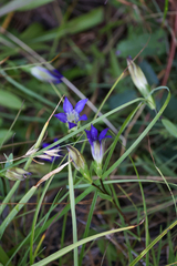 Mendocino gentian (Gentiana setigera)