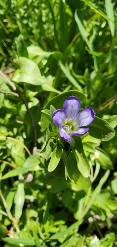 Mendocino gentian (Gentiana setigera)