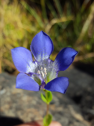 Mendocino gentian (Gentiana setigera)