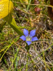 Mendocino gentian (Gentiana setigera)