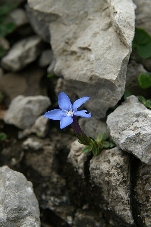 Gentiana terglouensis: Triglavski svišč na Korošica (Kamniške alpe).