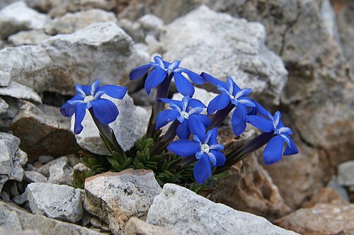 Gentiana terglouensis: Triglavski svišč za Akom (pod tremi macesni).