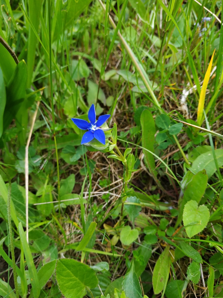 Gentiana utriculosa (Gentiana utriculosa)