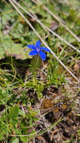Gentiana utriculosa (Gentiana utriculosa)