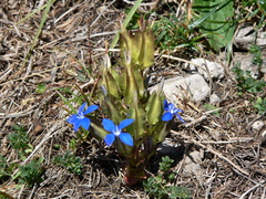 Gentiana utriculosa (Gentiana utriculosa)