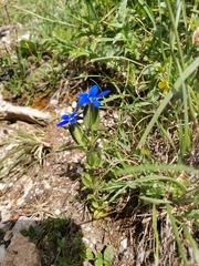 Gentiana utriculosa (Gentiana utriculosa)
