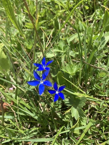 Gentiana utriculosa (Gentiana utriculosa)